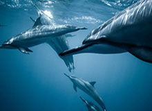 开云官方网-评述：竞技规则只有与胜负相关才有生命力